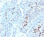 Geminin/DNA Replication Inhibitor Antibody in Immunohistochemistry (Paraffin) (IHC (P))