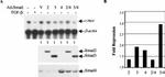 SMAD3 Antibody in Western Blot (WB)