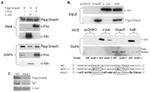 SMAD3 Antibody in Western Blot (WB)