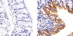 Connexin 26 Antibody in Immunohistochemistry (Paraffin) (IHC (P))