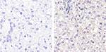 Connexin 26 Antibody in Immunohistochemistry (Paraffin) (IHC (P))