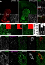 Synapsin 1 Antibody in Immunohistochemistry (IHC)