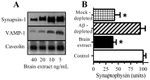 Synapsin 1 Antibody in Western Blot (WB)