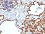 CD31/PECAM-1 (Endothelial Cell Marker) Antibody in Immunohistochemistry (Paraffin) (IHC (P))