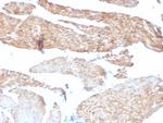 Aciculin/Phosphoglucomutase 5 (PGM5) Antibody in Immunohistochemistry (Paraffin) (IHC (P))