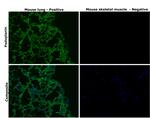 Podoplanin Antibody