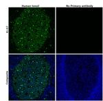 Ki-67 Antibody in Immunohistochemistry (Paraffin) (IHC (P))