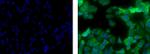 Cytokeratin 19 Antibody in Immunocytochemistry (ICC/IF)