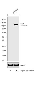 iNOS Antibody in Western Blot (WB)