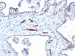 Podocalyxin (PODXL) (Hematopoietic Stem Cell Marker) Antibody in Immunohistochemistry (Paraffin) (IHC (P))