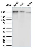 Phospho-RNA Polymerase II CTD Repeat YSPTSPS (Ser5) Antibody in Western Blot (WB)