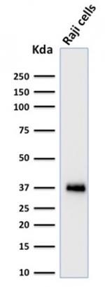 BOB.1 Antibody in Western Blot (WB)