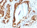 Prostate Specific Acid Phosphatase (PSAP) Antibody in Immunohistochemistry (Paraffin) (IHC (P))