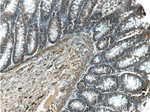 Annexin A1 Antibody in Immunohistochemistry (Paraffin) (IHC (P))