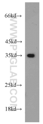 Annexin A1 Antibody in Western Blot (WB)