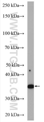 Annexin A1 Antibody in Western Blot (WB)