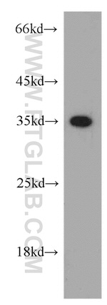 Annexin A1 Antibody in Western Blot (WB)