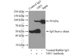 NBS1 Antibody in Immunoprecipitation (IP)