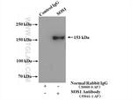 SOS1 Antibody in Immunoprecipitation (IP)