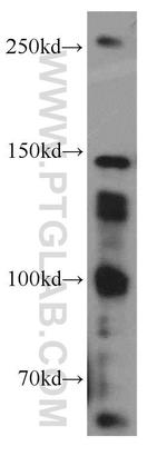 SOS1 Antibody in Western Blot (WB)