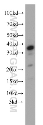 PYCR2 Antibody in Western Blot (WB)