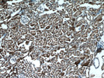 PPP3CB Antibody in Immunohistochemistry (Paraffin) (IHC (P))