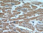 PPP3CB Antibody in Immunohistochemistry (Paraffin) (IHC (P))