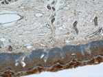 CPSF7 Antibody in Immunohistochemistry (Paraffin) (IHC (P))