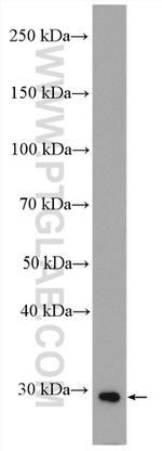 ATP6 Antibody in Western Blot (WB)