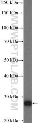 ATP6 Antibody in Western Blot (WB)