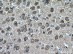 VGLUT1 Antibody in Immunohistochemistry (Paraffin) (IHC (P))