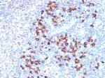 ZFP64 Antibody in Immunohistochemistry (Paraffin) (IHC (P))