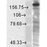 NR2B Glutamate Receptor Antibody in Western Blot (WB)