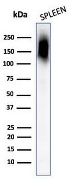 CD45RB (B-Cell Marker) Antibody in Western Blot (WB)