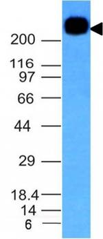 CD45RB (B-Cell Marker) Antibody in Western Blot (WB)