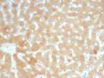 RBP4/Retinol Binding Protein 4 Antibody in Immunohistochemistry (Paraffin) (IHC (P))