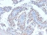 RET Proto-oncogene Antibody in Immunohistochemistry (Paraffin) (IHC (P))