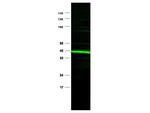 PPAR Delta Antibody in Western Blot (WB)