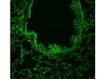 ROBO-1 Antibody in Immunohistochemistry (Frozen) (IHC (F))