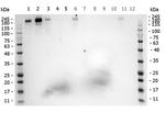 ROBO-1 Antibody in Western Blot (WB)