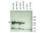 HSP90 alpha Antibody in Western Blot (WB)