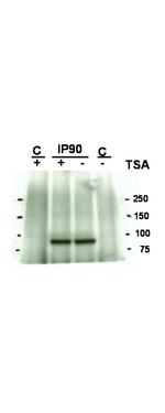 Acetyl-HSP90 (Lys294) Antibody in Western Blot (WB)
