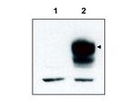 TrkCT1 Antibody in Western Blot (WB)