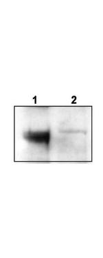 TrkCT1 Antibody in Western Blot (WB)