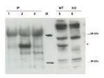 Cybr Antibody in Western Blot (WB)