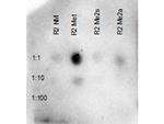 H3R2me1 Antibody in Dot Blot (DB)