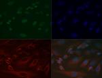 H3K37me1 Antibody in Immunocytochemistry (ICC/IF)