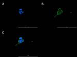 Connexin 43 Antibody in Immunocytochemistry (ICC/IF)