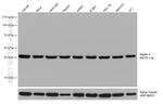 SEPT2 Antibody in Western Blot (WB)