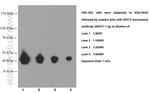 SEPT2 Antibody in Western Blot (WB)